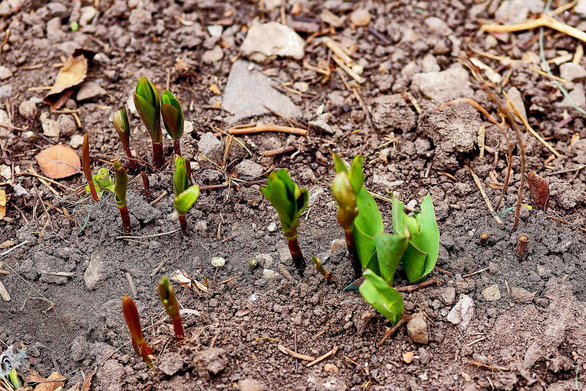 Цветочки дождались весны - Юрий Гайворонскiий Цветочки дождались весны - Юрий Гайворонскiий