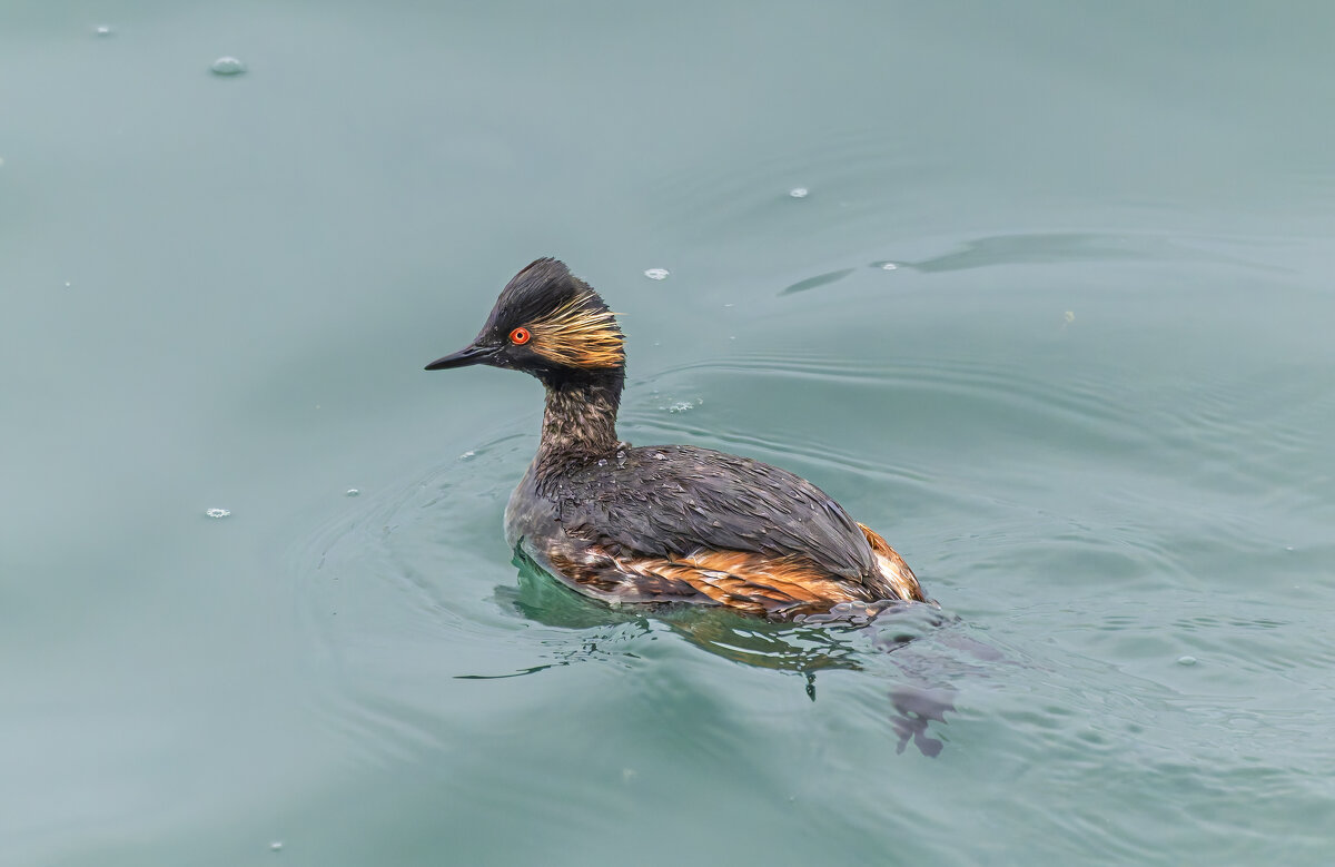 черношейная поганка.весна Лазоревское. - юрий макаров черношейная поганка.весна Лазоревское. - юрий макаров