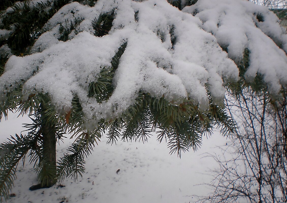 Детали природы - Роман Савоцкий