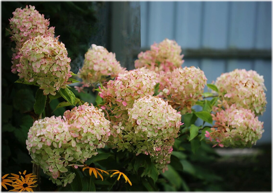 Осенняя гортензия Метельчатая - ZNatasha - Осенняя гортензия Метельчатая - ZNatasha -