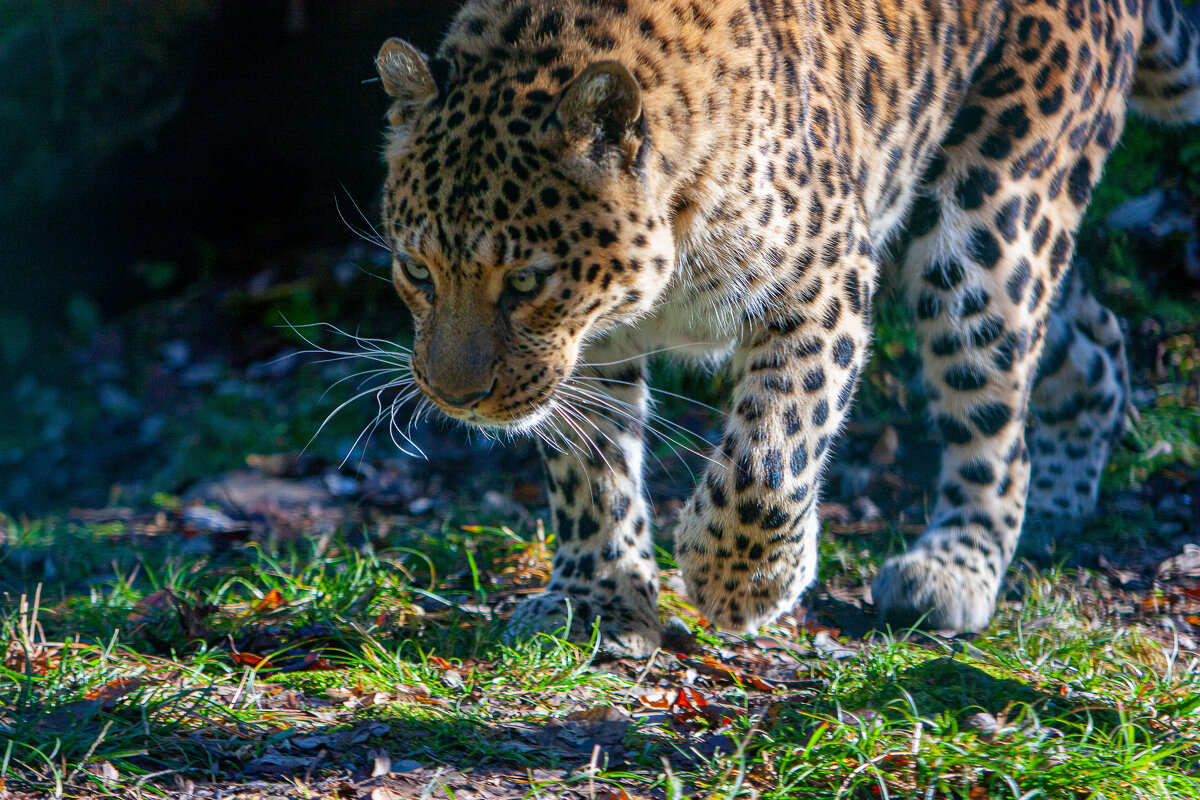 Переднеазиатский, кавказский леопард - Виктор Переднеазиатский, кавказский леопард - Виктор