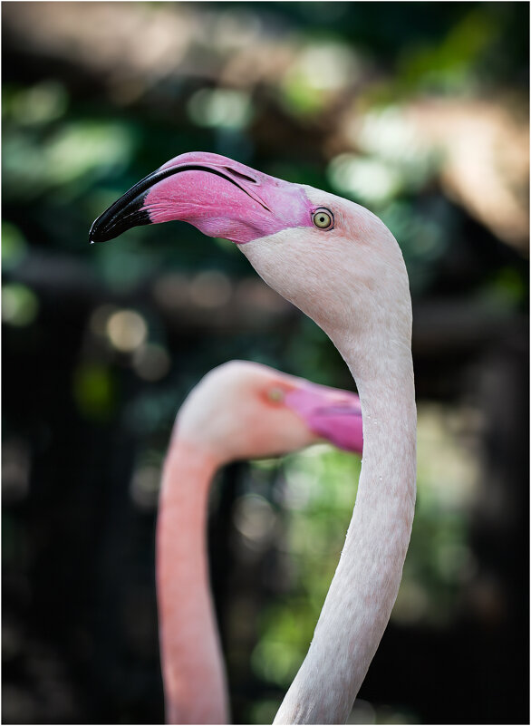Фламинго - Александр Григорьев