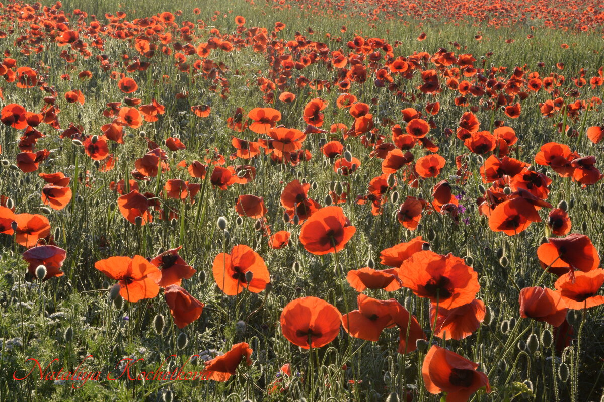 Природа Крыма - Изумительная Космея