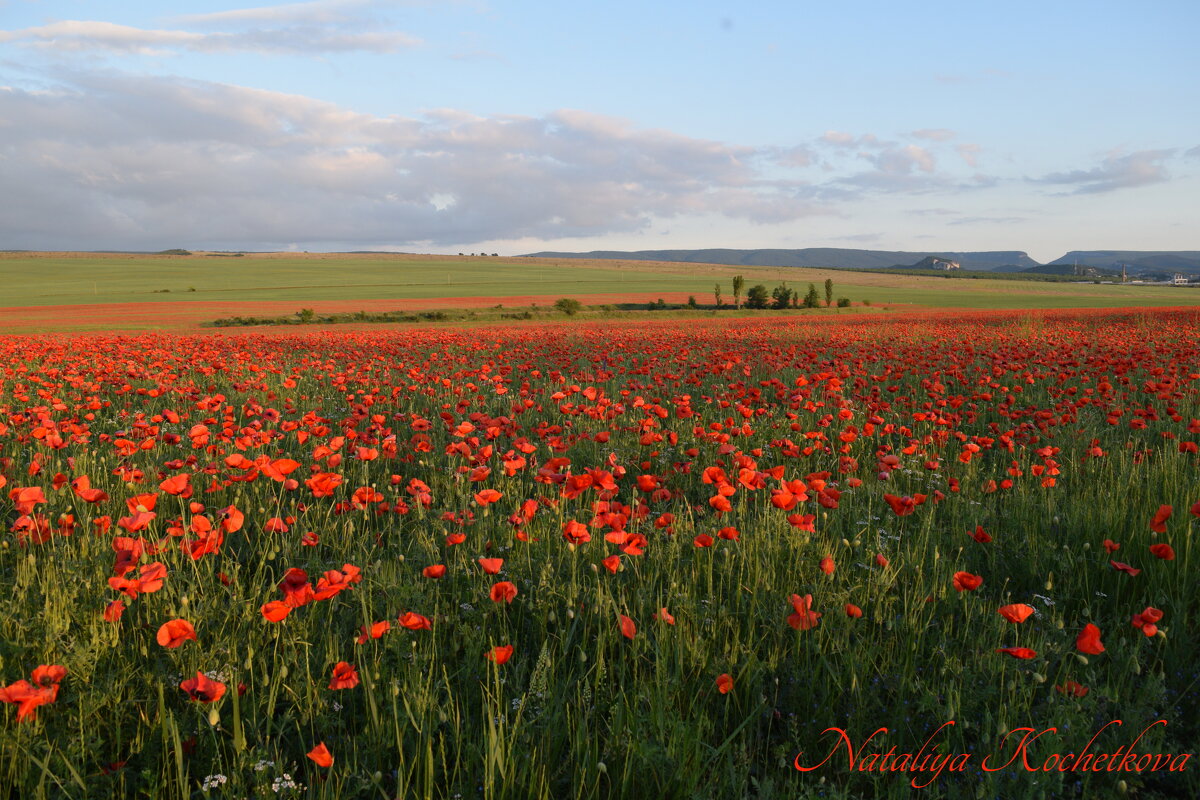 Природа Крыма - Изумительная Космея