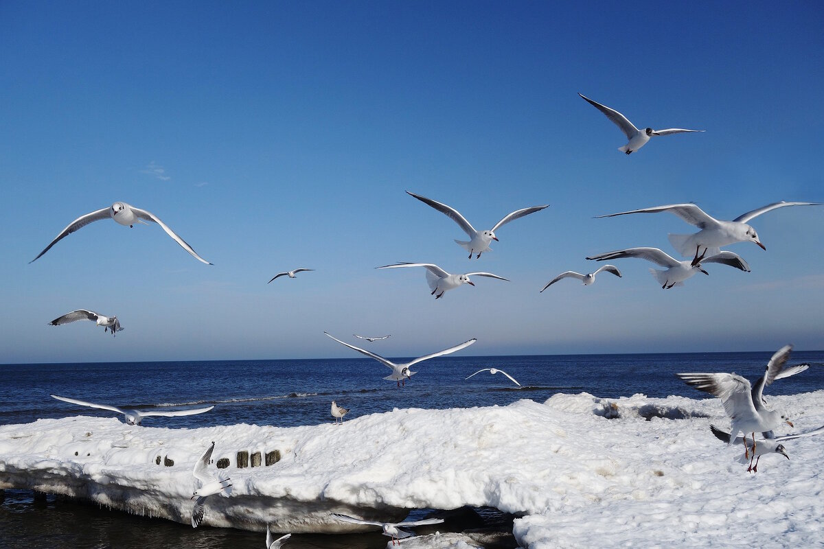 Чайки на мое - Рита Симонова Чайки на мое - Рита Симонова