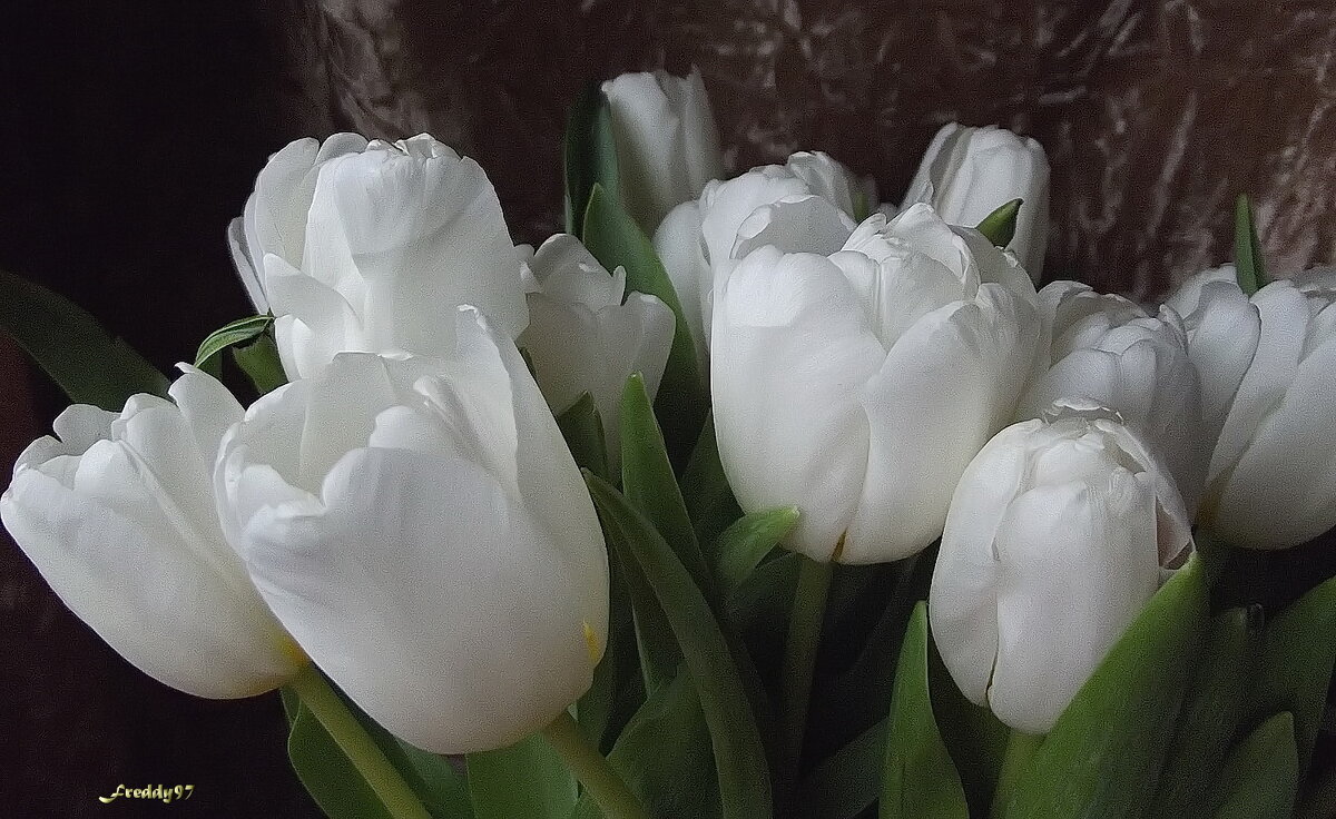 Тюльпаны - Freddy 97