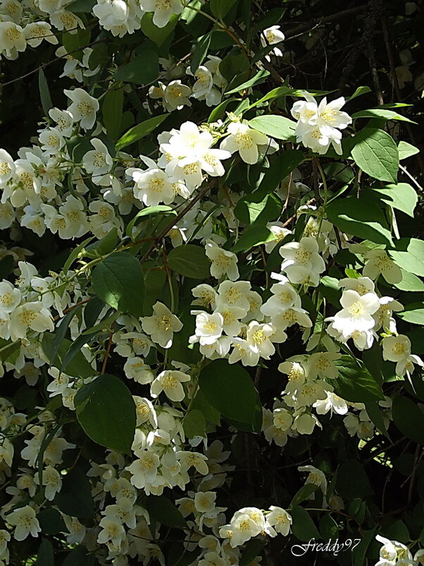 Жасмин - Freddy 97