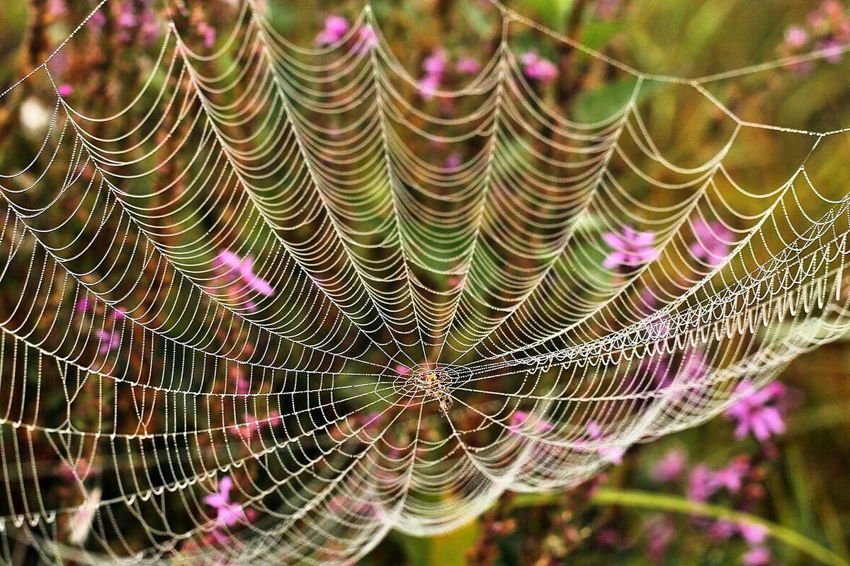 август:занавес лета... - Александр Герасенков