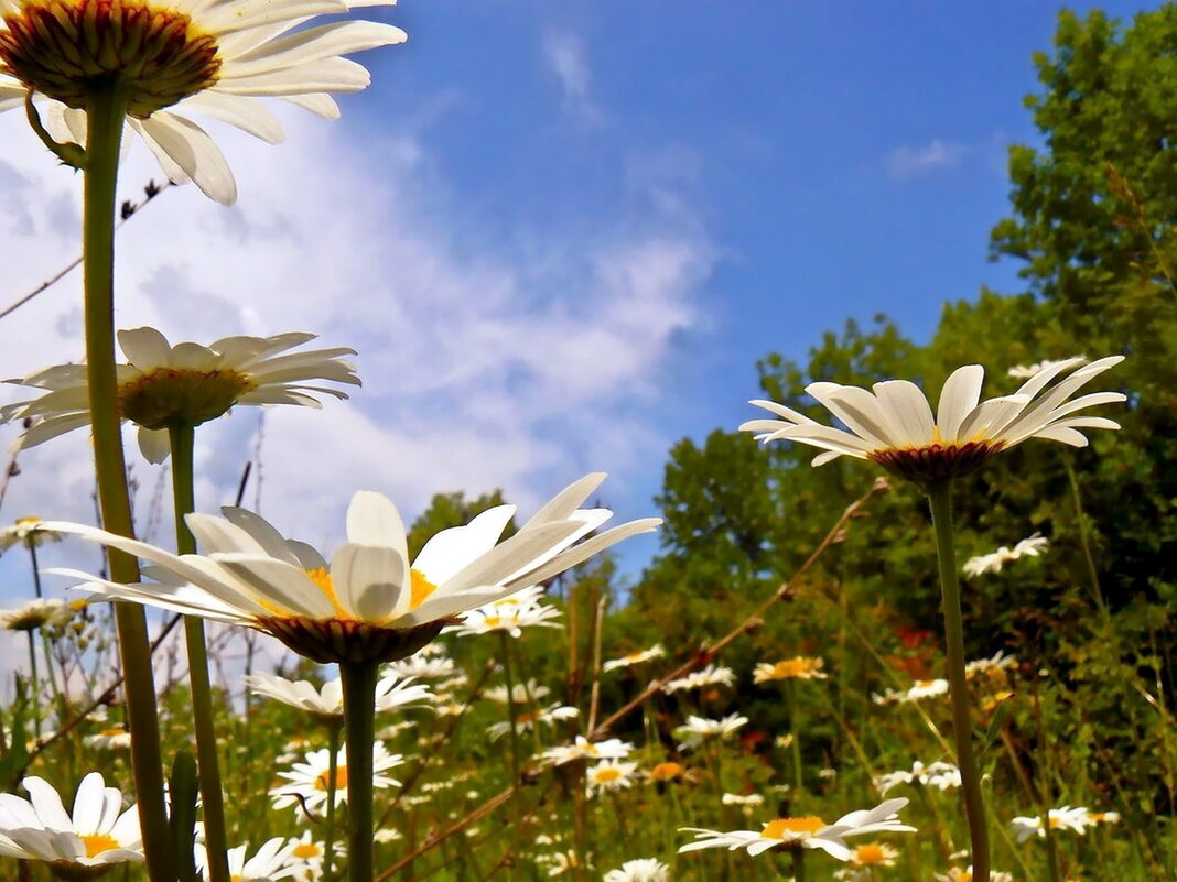 ...и ромашки до неба... - Александр Герасенков
