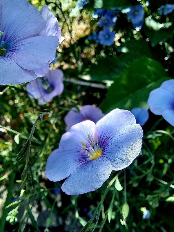 Синенький скромный цветочек ) - Tina Kott Синенький скромный цветочек ) - Tina Kott