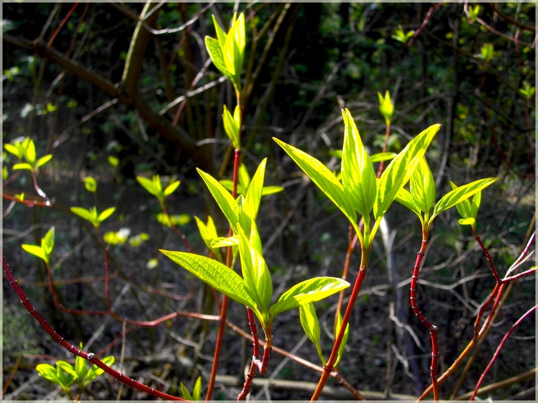 Когда оживает природа - VasiLina *