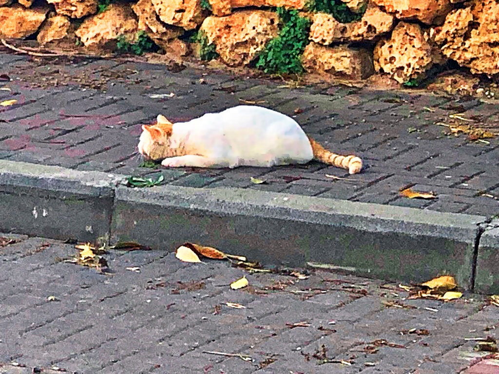 НУ   ПТИЦА ,  БЕРЕГИСЬ - Анатолий Малобродский