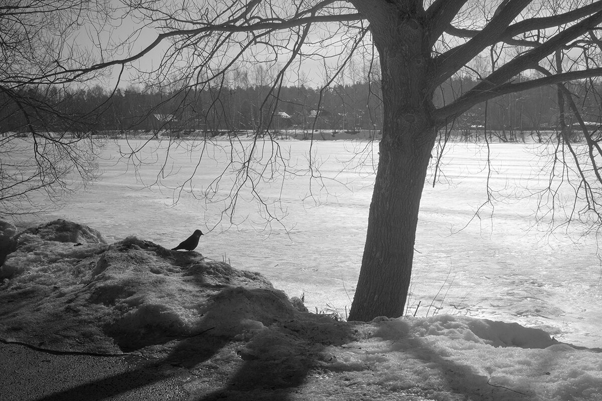 Та самая ворона - Владимир Носов