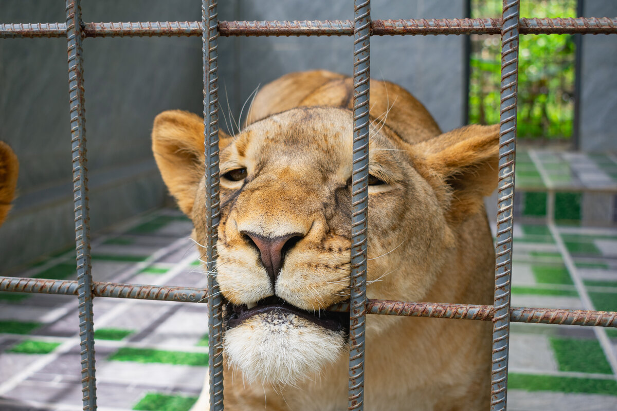 *** - Николай Чекалин