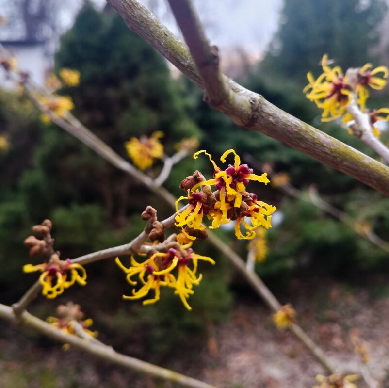 В Ботаническом саду. - Галина Бобкина