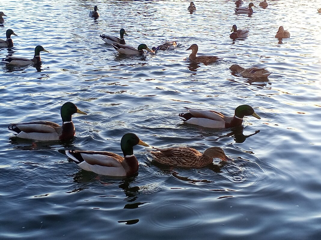 Утки - Сапсан 