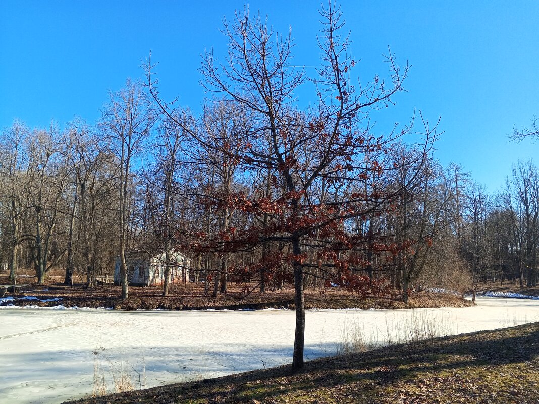 Весна - Сапсан 