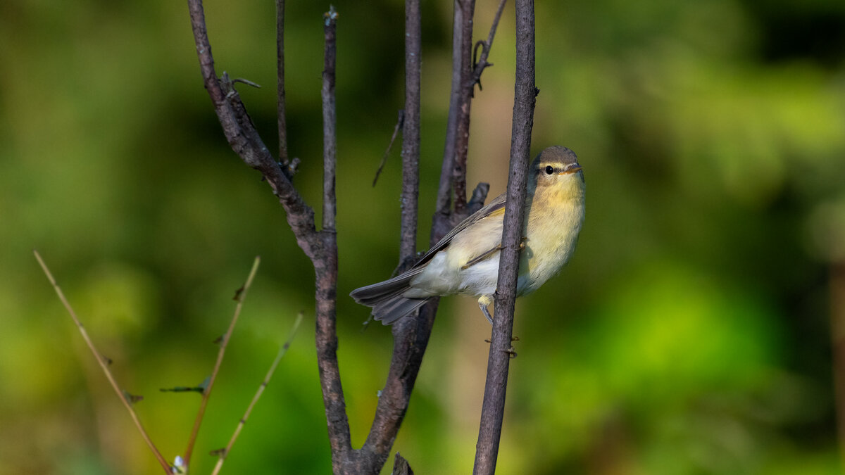 Пеночка - Владимир Лазарев
