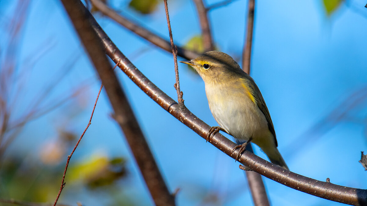 Пеночка - Владимир Лазарев