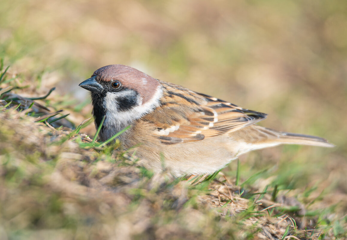 Красив и суров полевой воробей! - Дарья Меркулова Красив и суров полевой воробей! - Дарья Меркулова