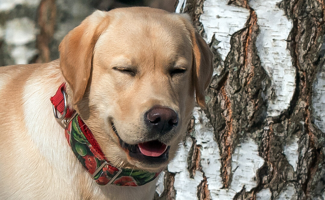 **** - Владимир Безбородов