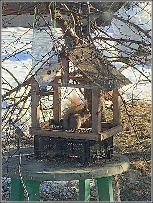 Лесная гостья - Ольга Довженко Лесная гостья - Ольга Довженко