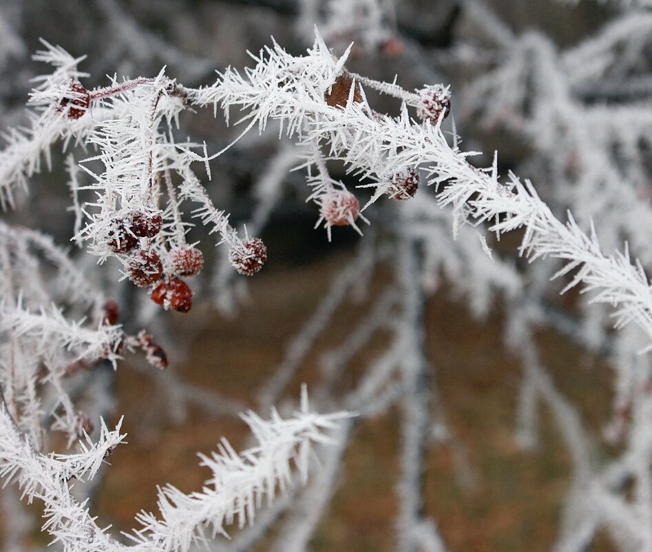 Иней на веточке - Галина Нестратова Иней на веточке - Галина Нестратова