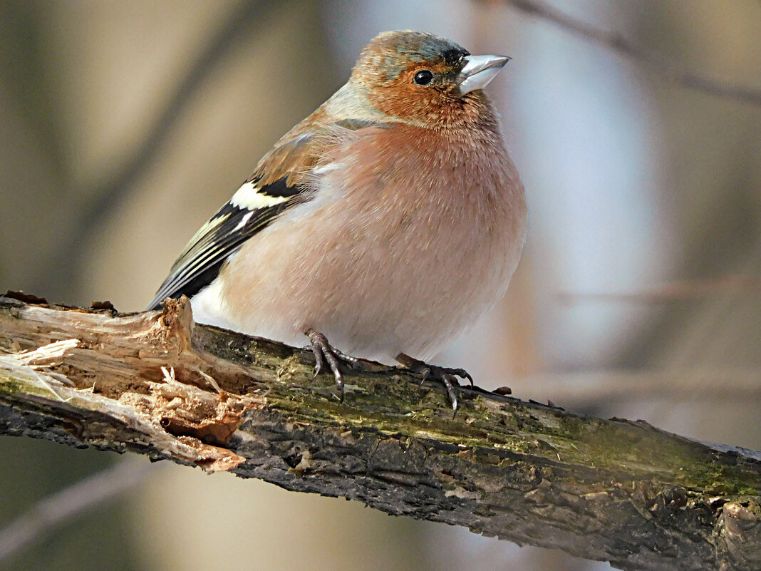 Зяблик - Лина Зяблик - Лина