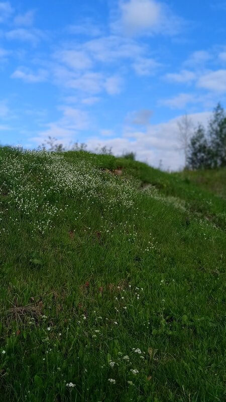 кусочек природы в городе - Елена Шаламова