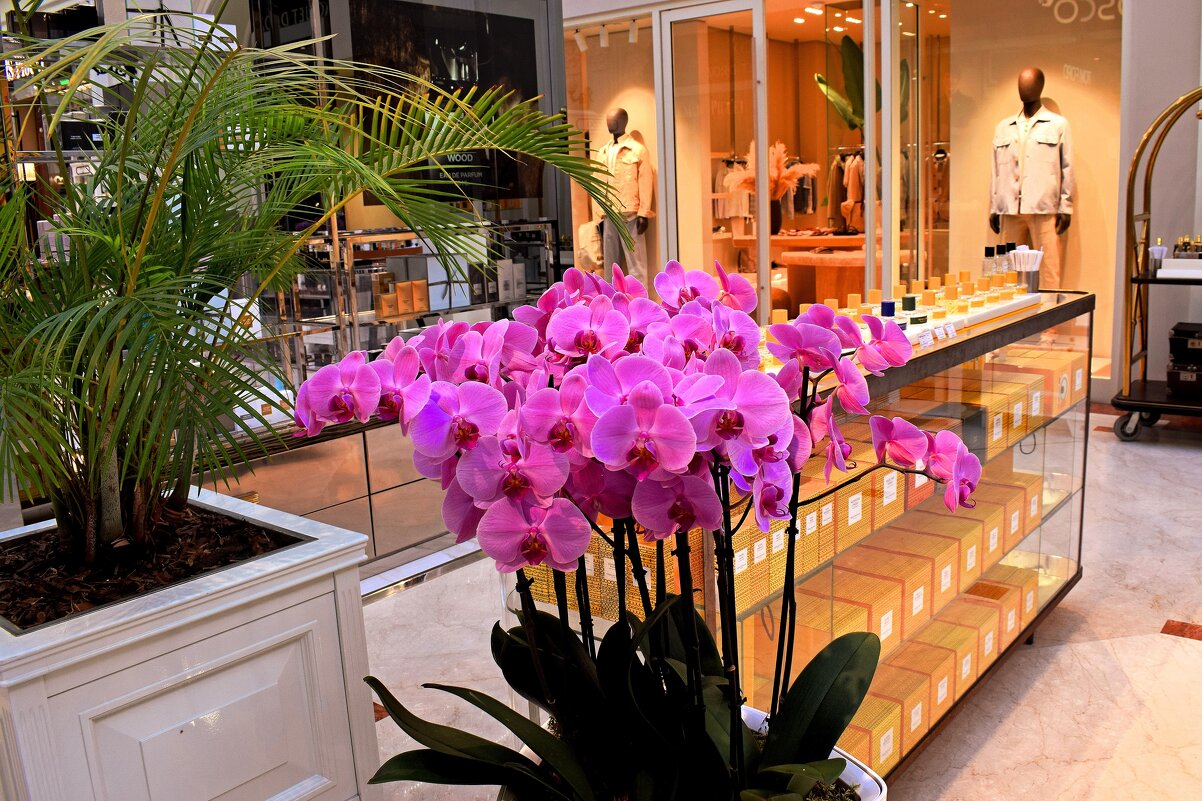 Коктейль из запахов манит. - Татьяна Помогалова Коктейль из запахов манит. - Татьяна Помогалова