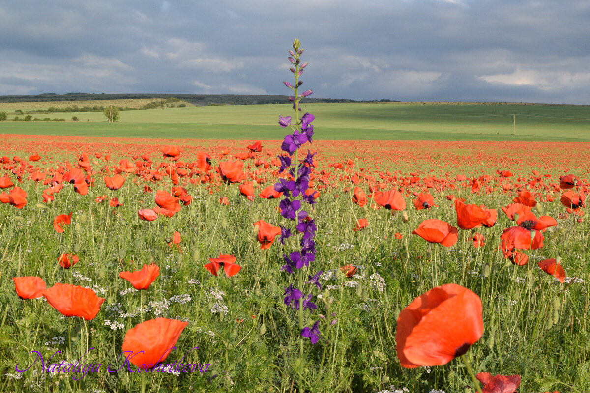 Природа Крыма - Изумительная Космея Природа Крыма - Изумительная Космея