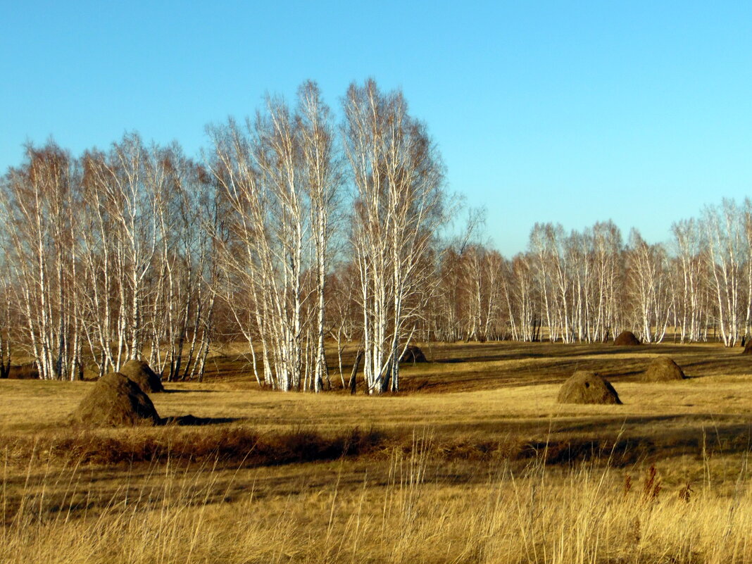 Осень,листья облетели. - nadyasilyuk Вознюк