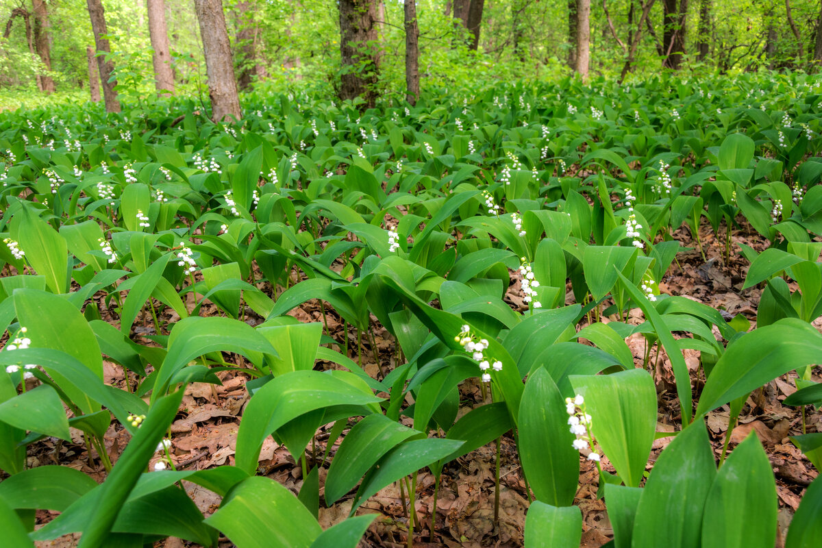 Поляна ландышей - Наталья Димова Поляна ландышей - Наталья Димова