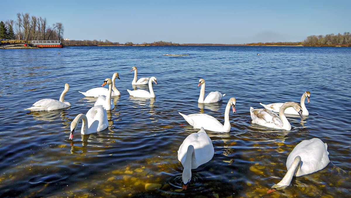 Прилетели и хотят перекусить - Alexandеr P Прилетели и хотят перекусить - Alexandеr P