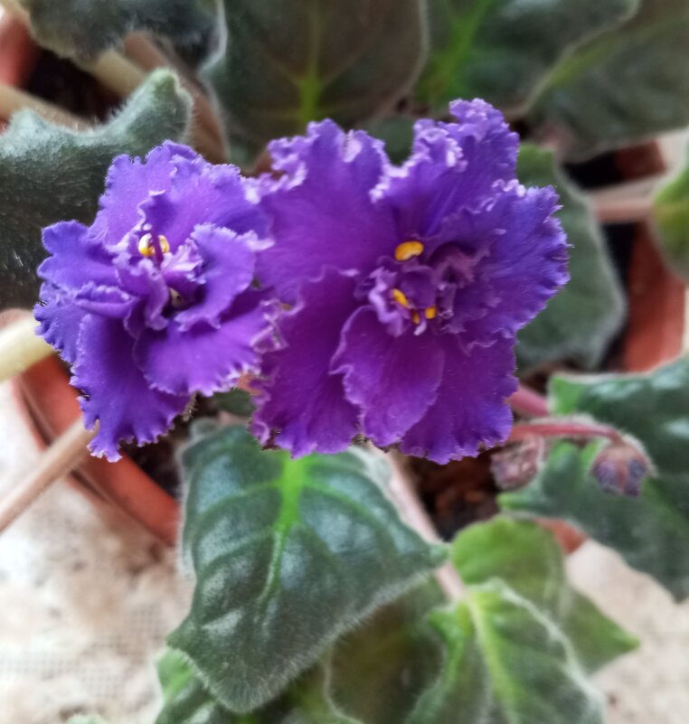 Фиалки - Елена Семигина