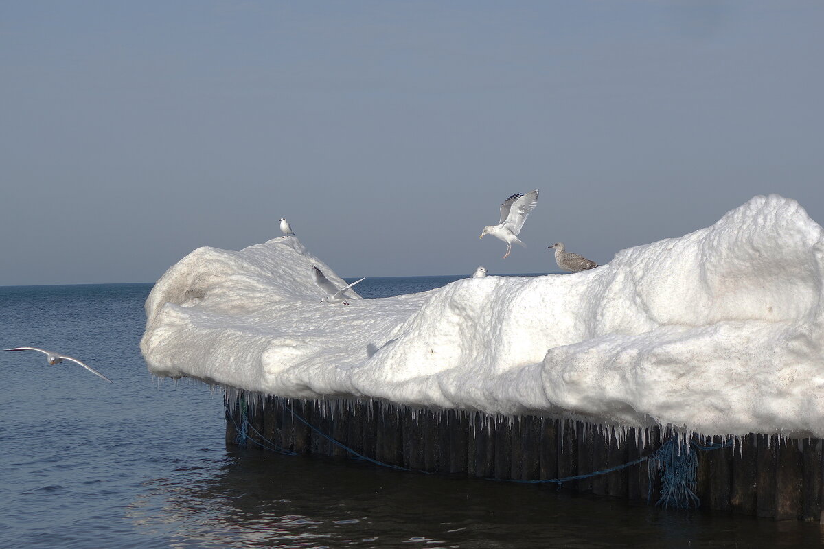 Чайки на море - Рита Симонова Чайки на море - Рита Симонова