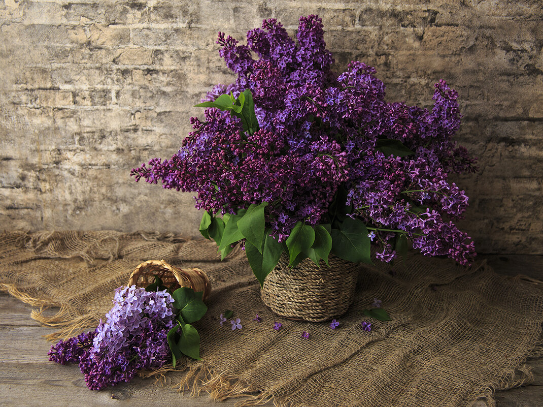 Сирень - Владимир Гришин