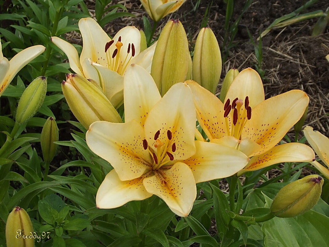 Лилии - Freddy 97