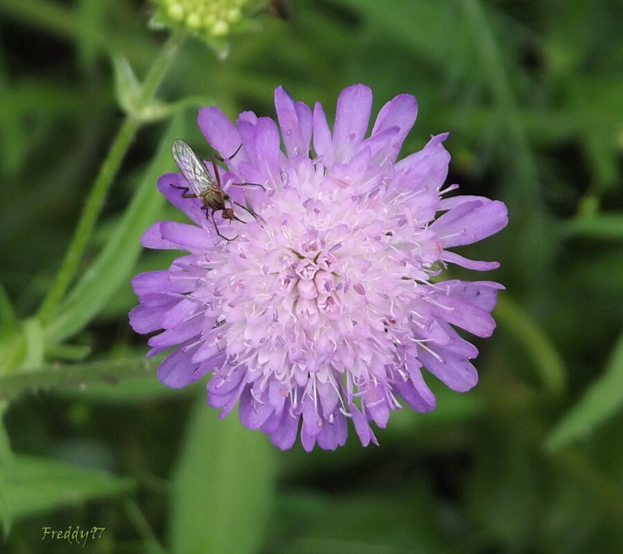 Цветок с украшением - Freddy 97