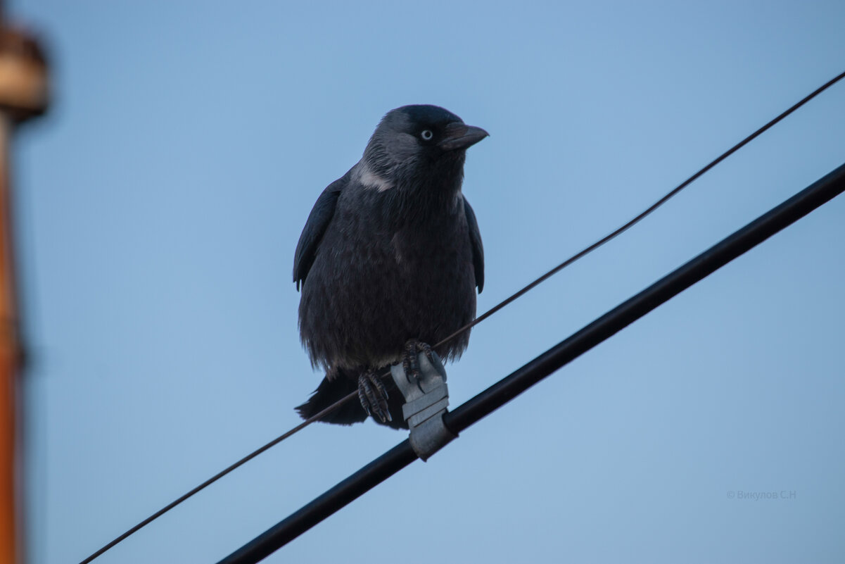 007 - Sergei Vikulov