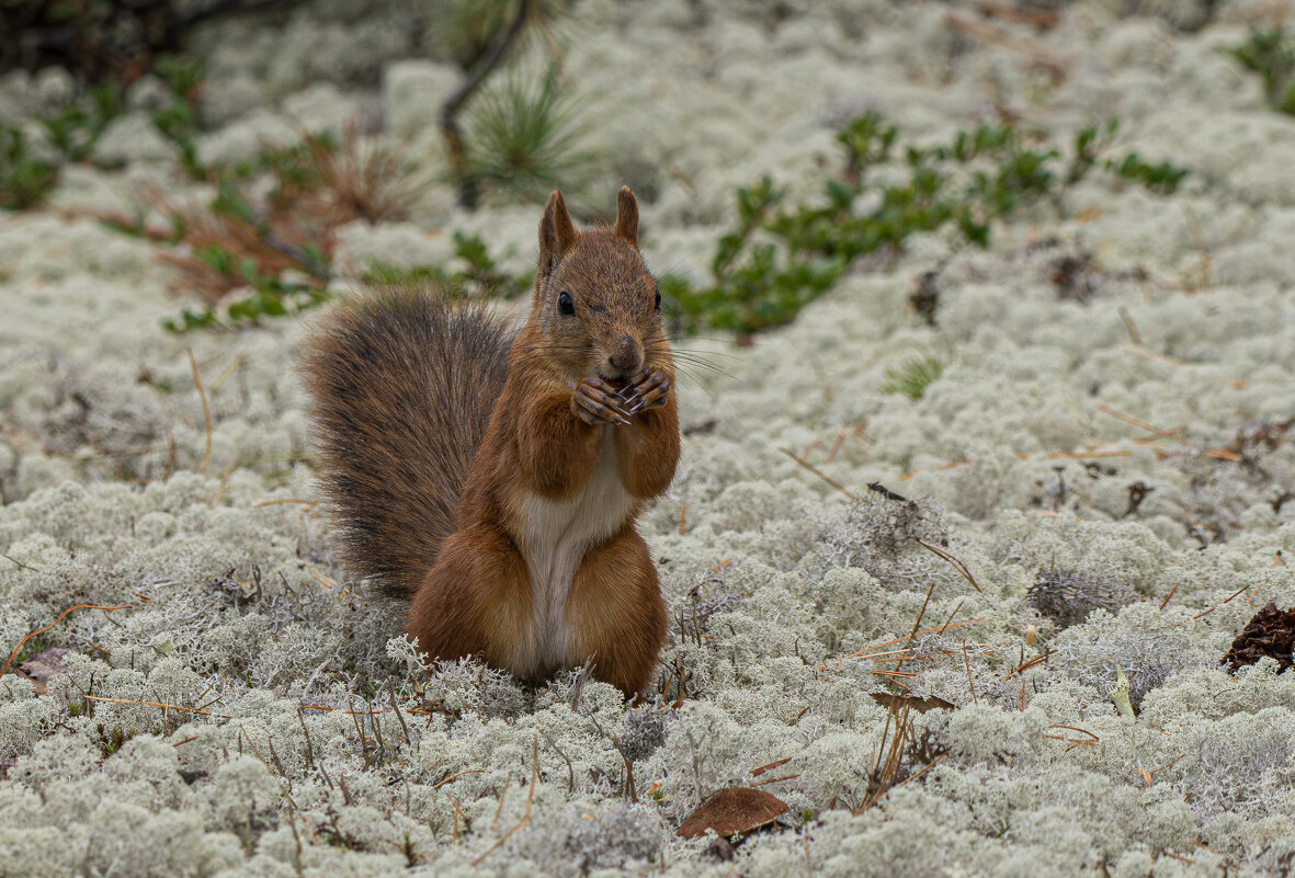 Белка в ягеле - Игорь Шабалин Белка в ягеле - Игорь Шабалин