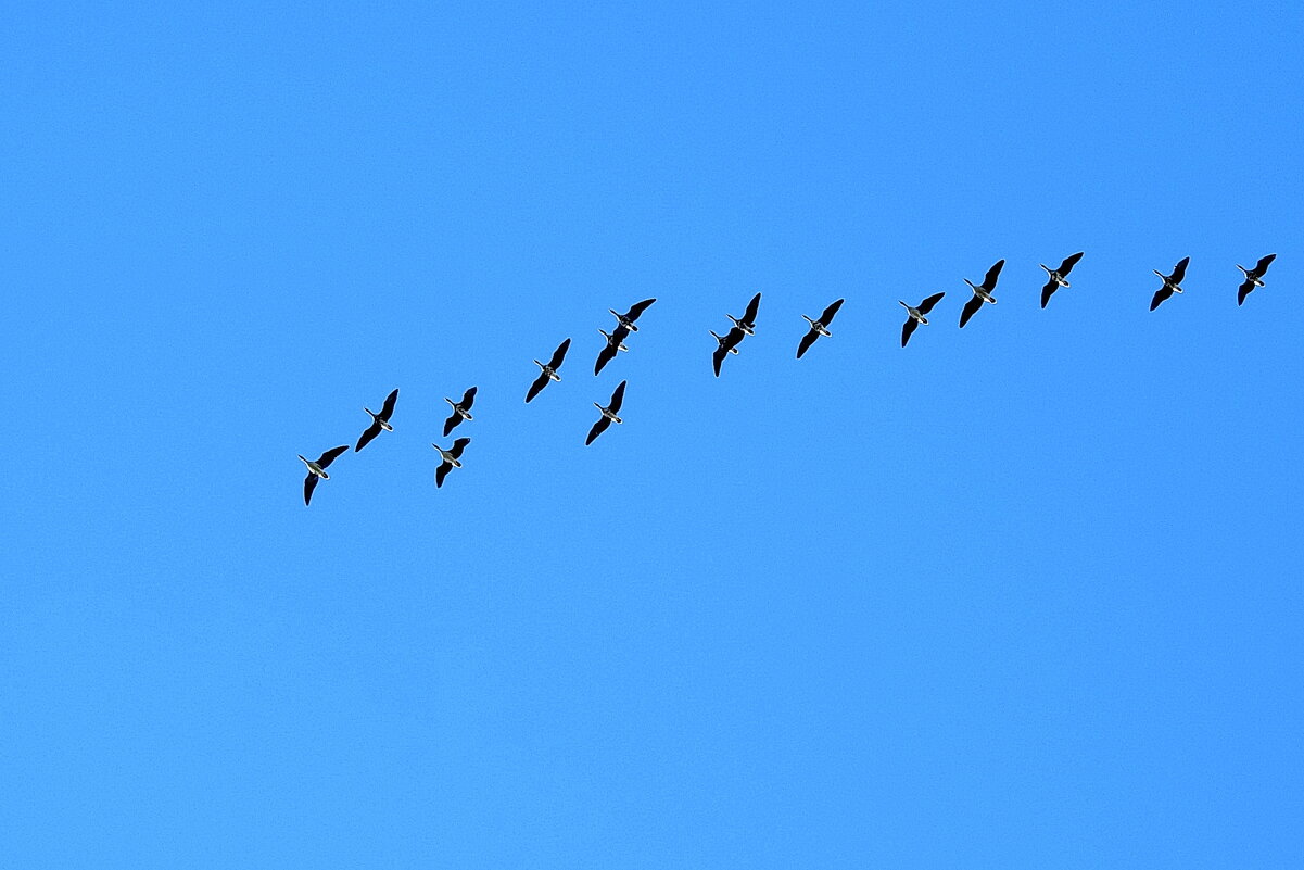 весна - ИННА ПОРОХОВА весна - ИННА ПОРОХОВА