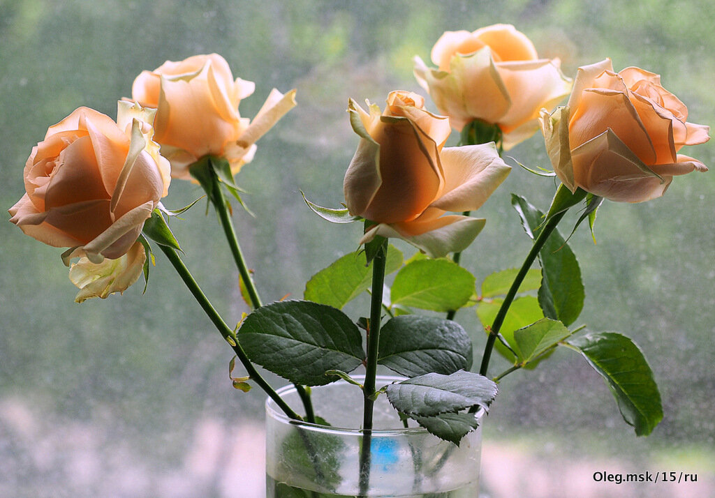 цветы для любимых - Олег Лукьянов