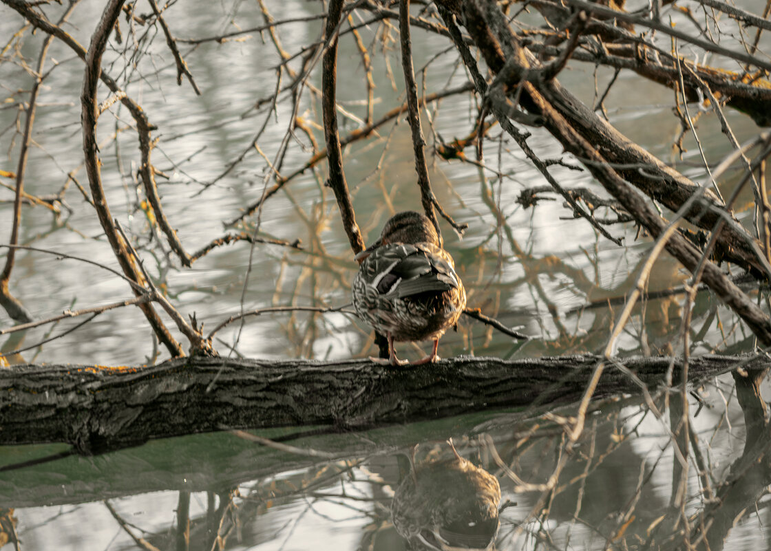 *** - Игорь Протасов *** - Игорь Протасов