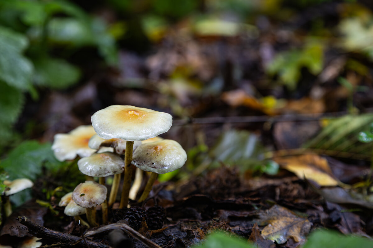 просто грибочки - Ольга Косачова