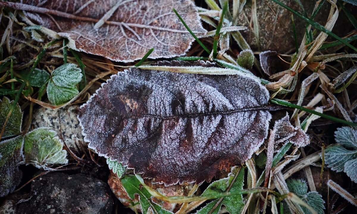 зимние сны - Андрей Литов