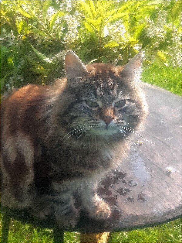 Весенний котик! - Нина Андронова