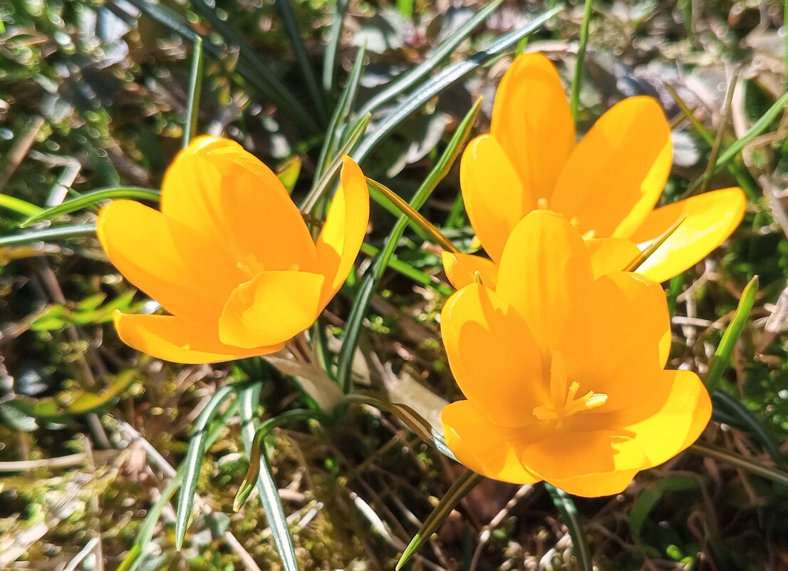 Крокус - Сапсан 