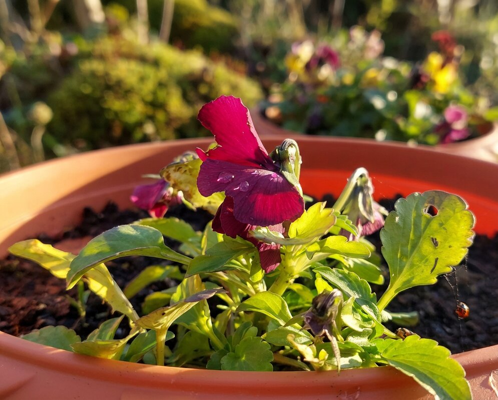 Цветы Анютины глазки осенью - Лилия 