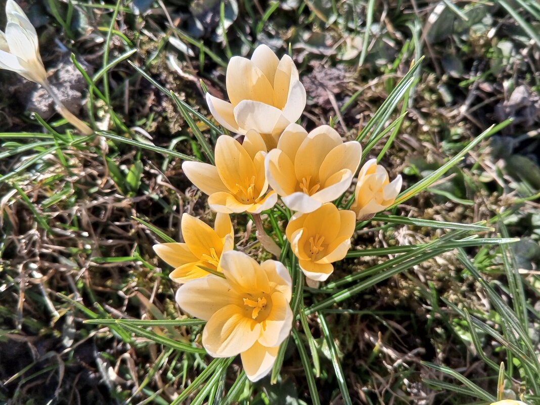 Крокус - Сапсан Крокус - Сапсан